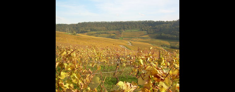 Vigne de ChâteauChalon 