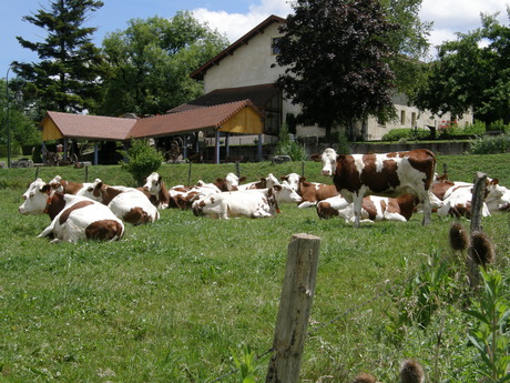 nos voisines, les vaches montbéliardes, le produit principal : le comté